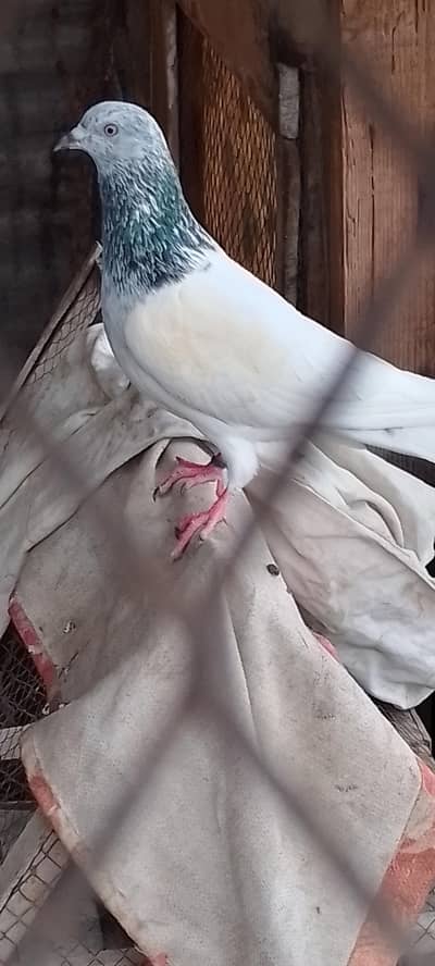 high fly pigeon