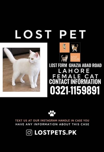 My lost cat