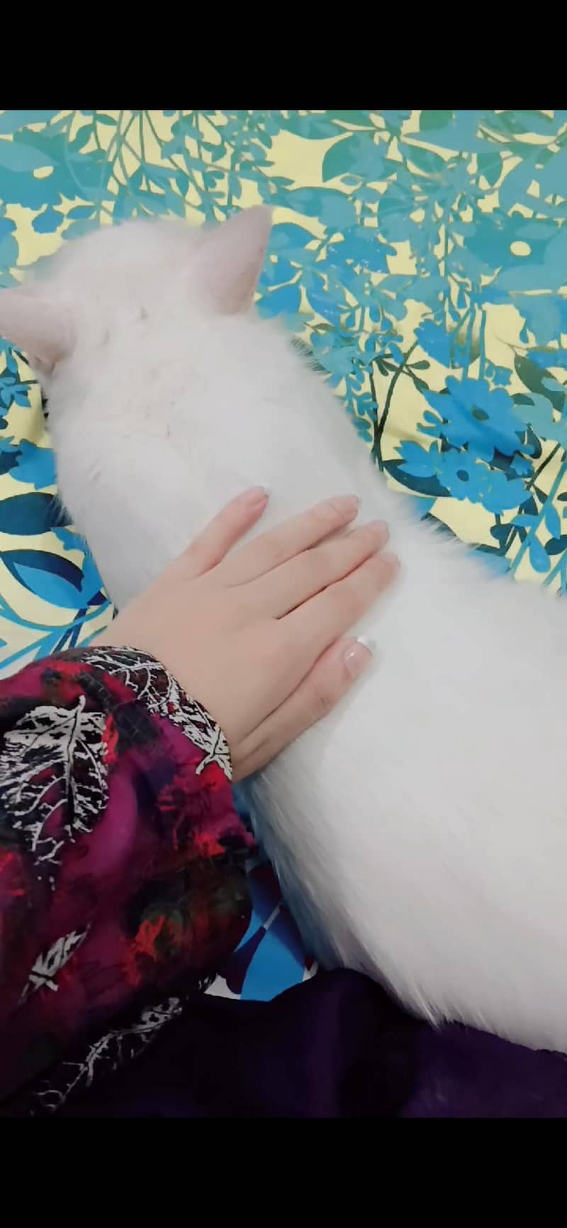My lost cat 1