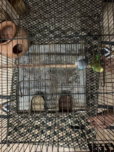 Parrot pairs with cage