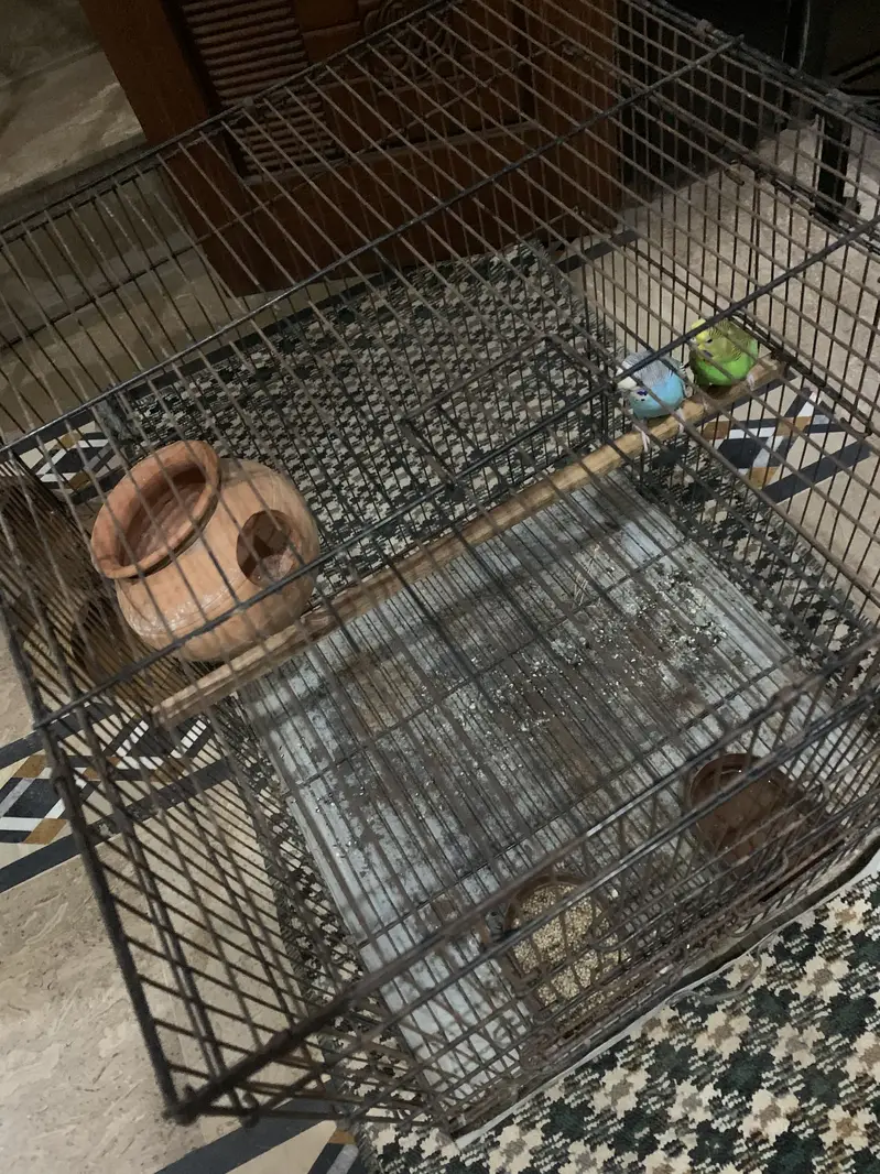 Parrot pairs with cage — photo 2