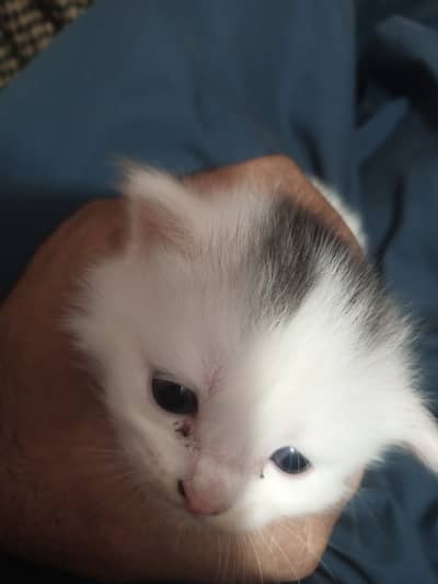 Kitten beautiful pretty household
