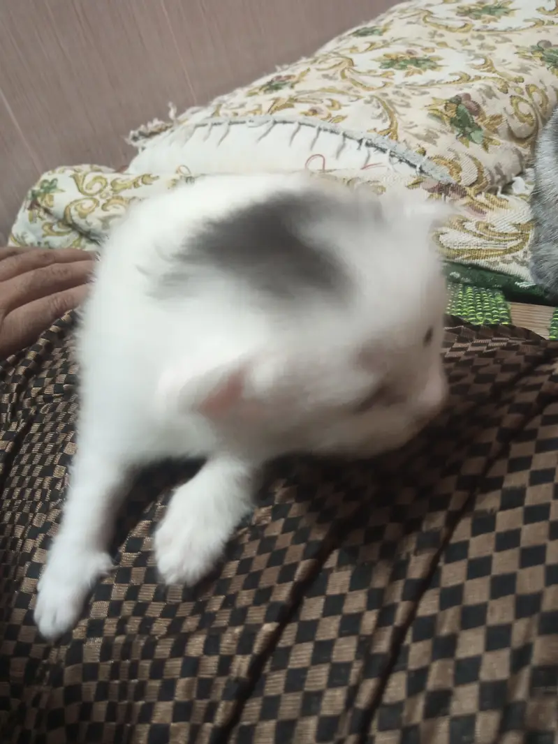 Kitten beautiful pretty household — photo 4