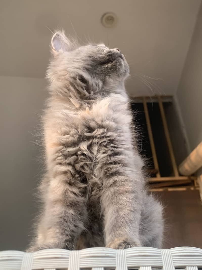 Persian cat 3