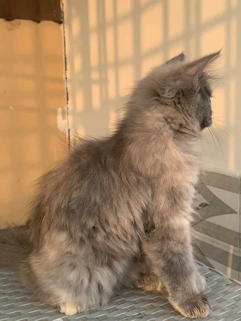 Persian cat 1