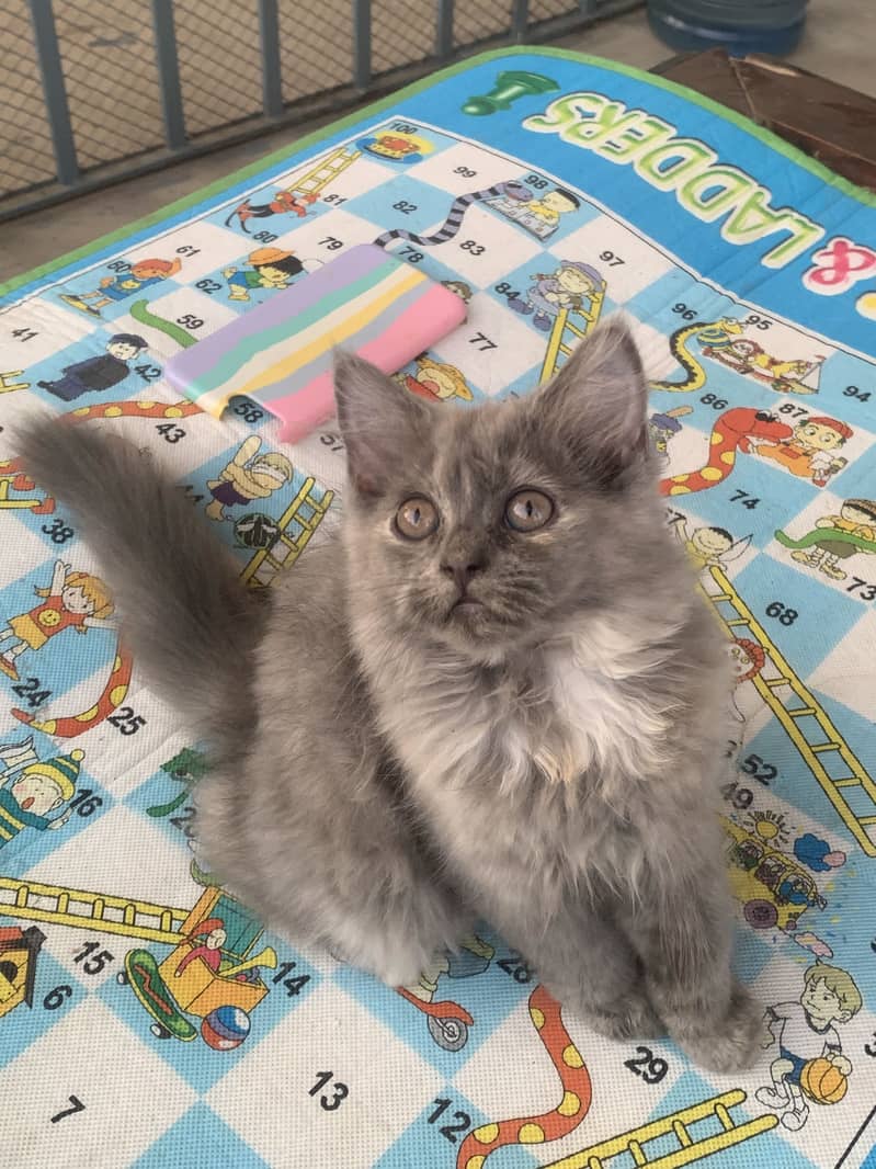 Persian cat 2