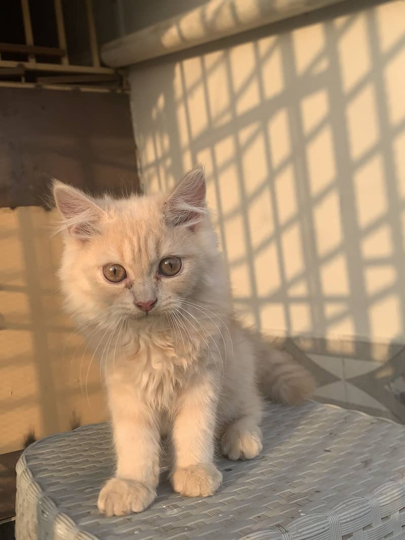 Persian cat 4