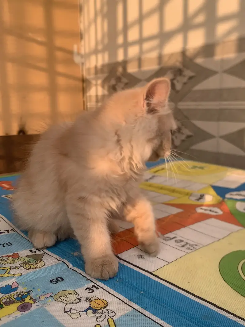 Persian cat — photo 6