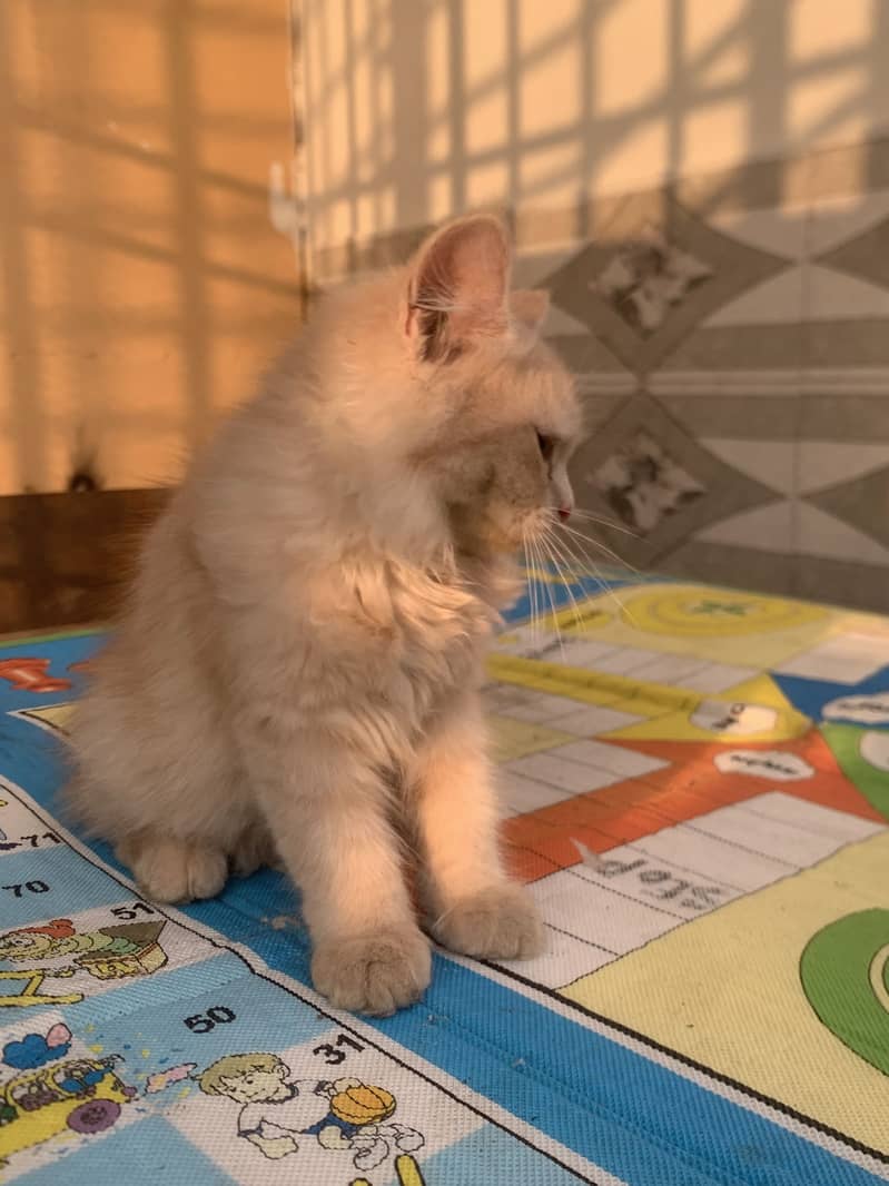 Persian cat 6
