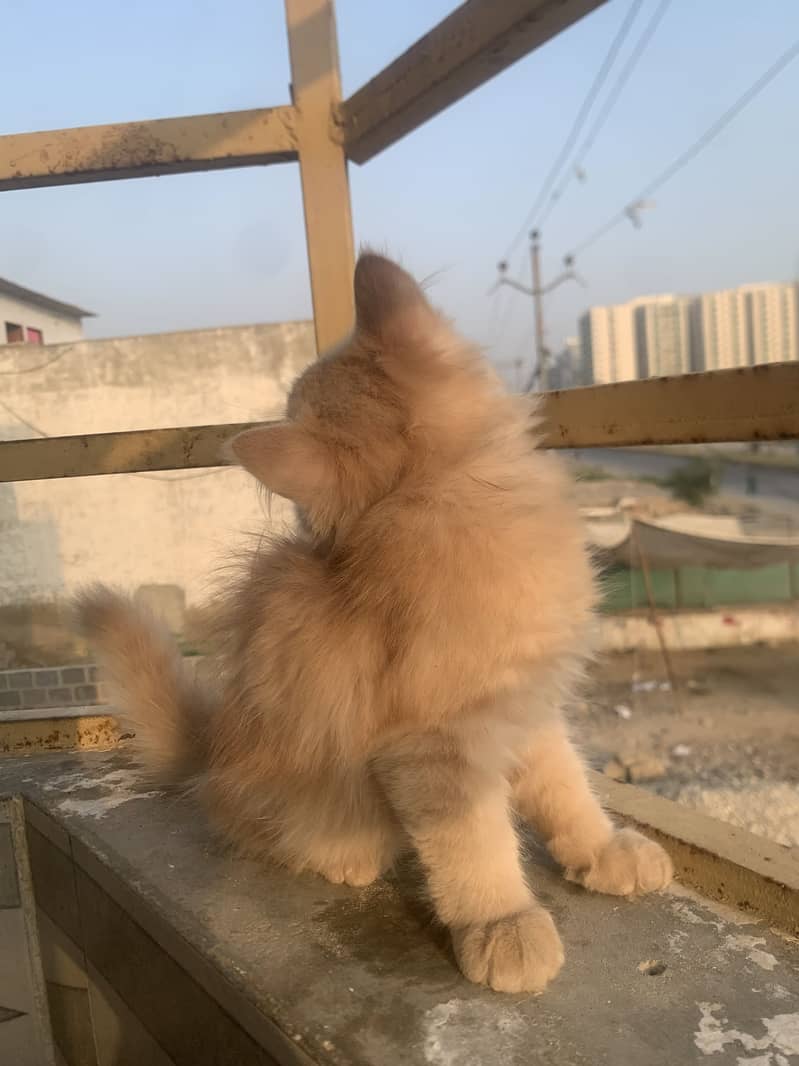 Persian cat 7