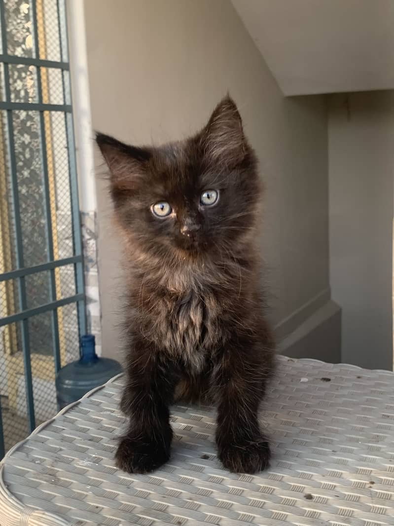 Persian cat 8