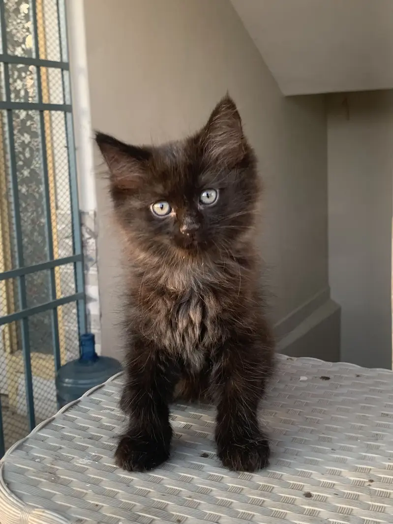 Persian cat — photo 9