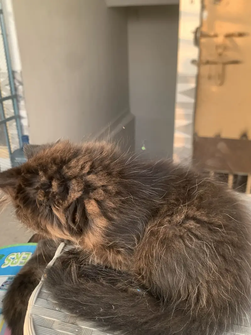 Persian cat — photo 10