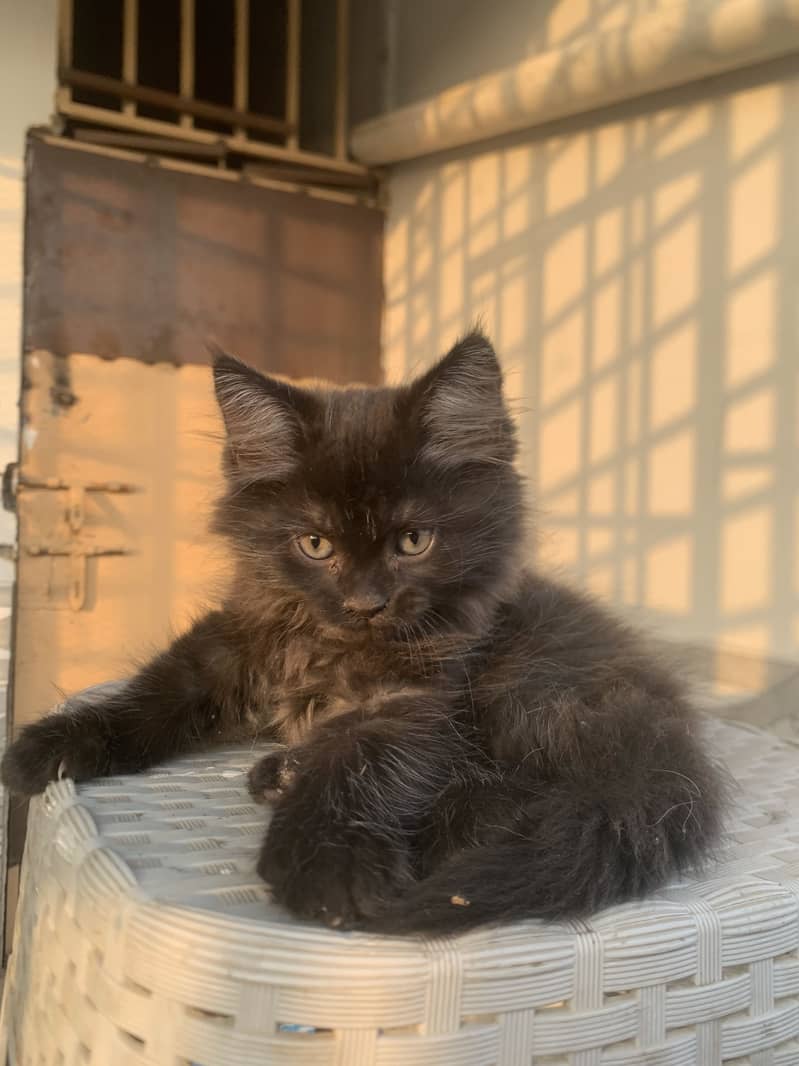 Persian cat 10