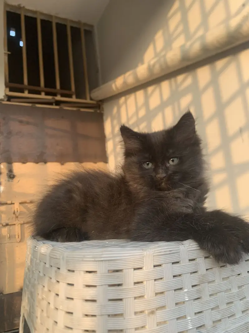 Persian cat — photo 12