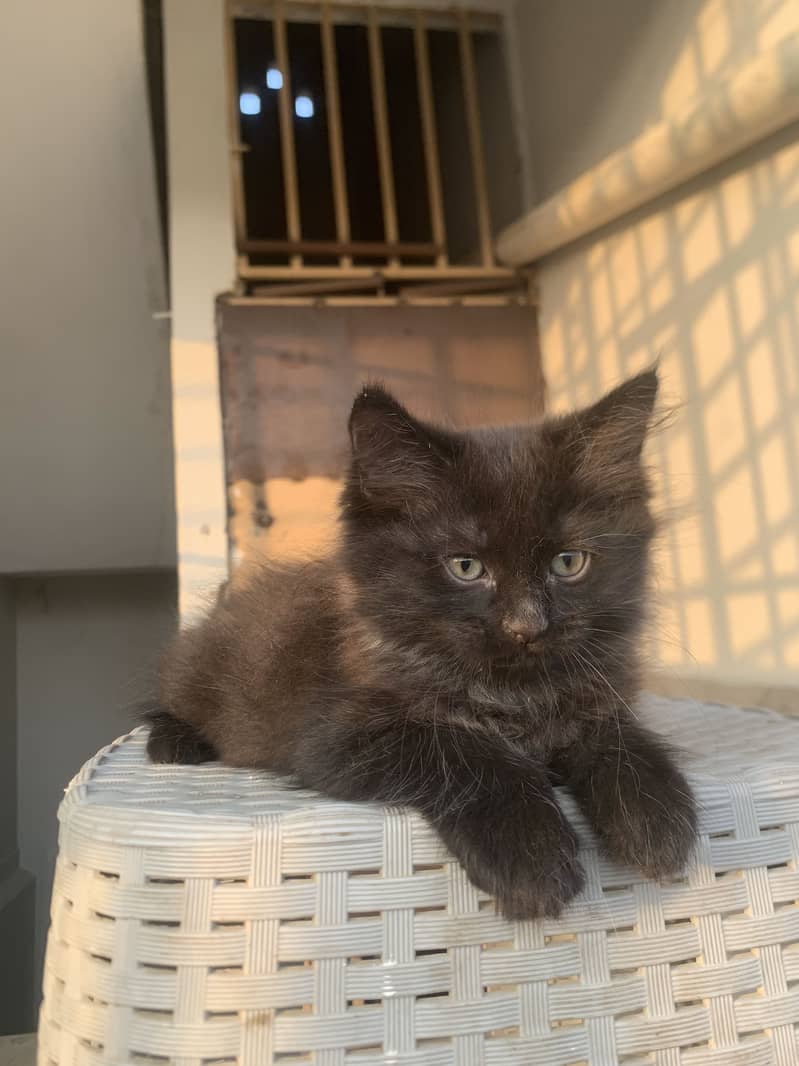 Persian cat 12