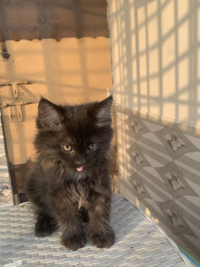 Persian cat 13