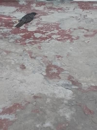Asian koil ha kisi ko chahiya ha to jaldi rabta krain