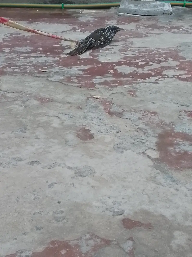 Asian koil ha kisi ko chahiya ha to jaldi rabta krain — photo 2