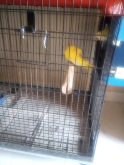 lotino monk breeder pair for sale