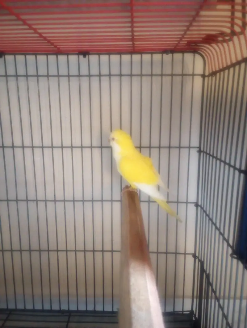 lotino monk breeder pair for sale — photo 2