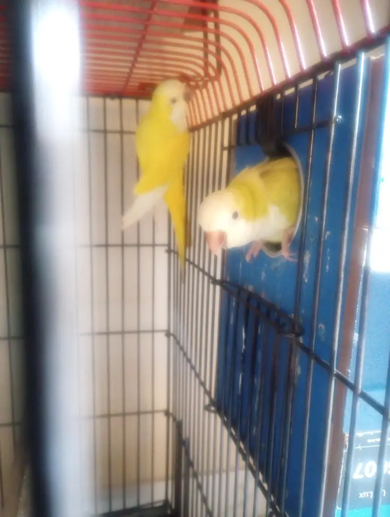 lotino monk breeder pair for sale — photo 3