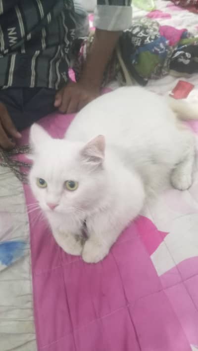 good looking male cat