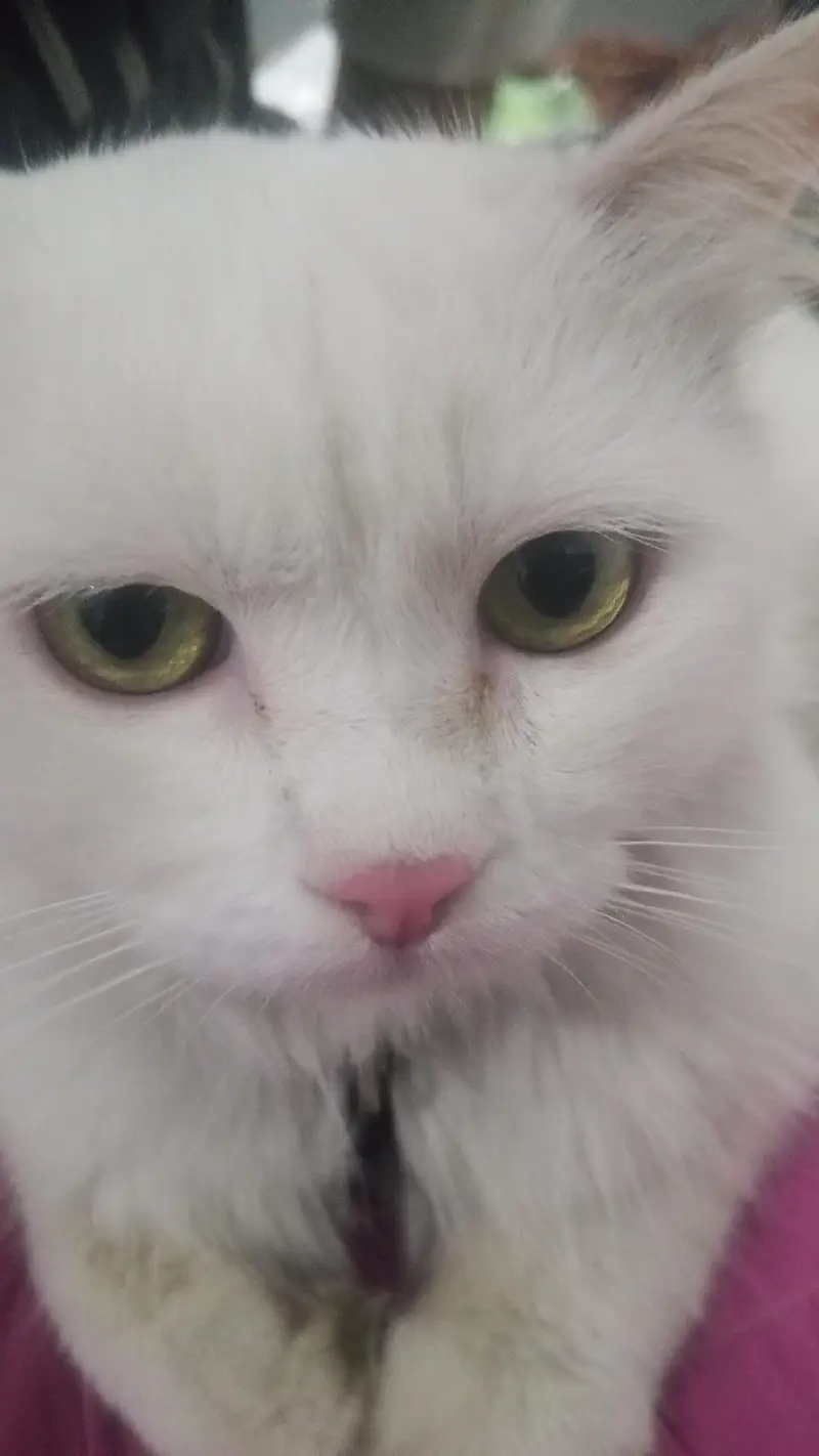 good looking male cat — photo 2