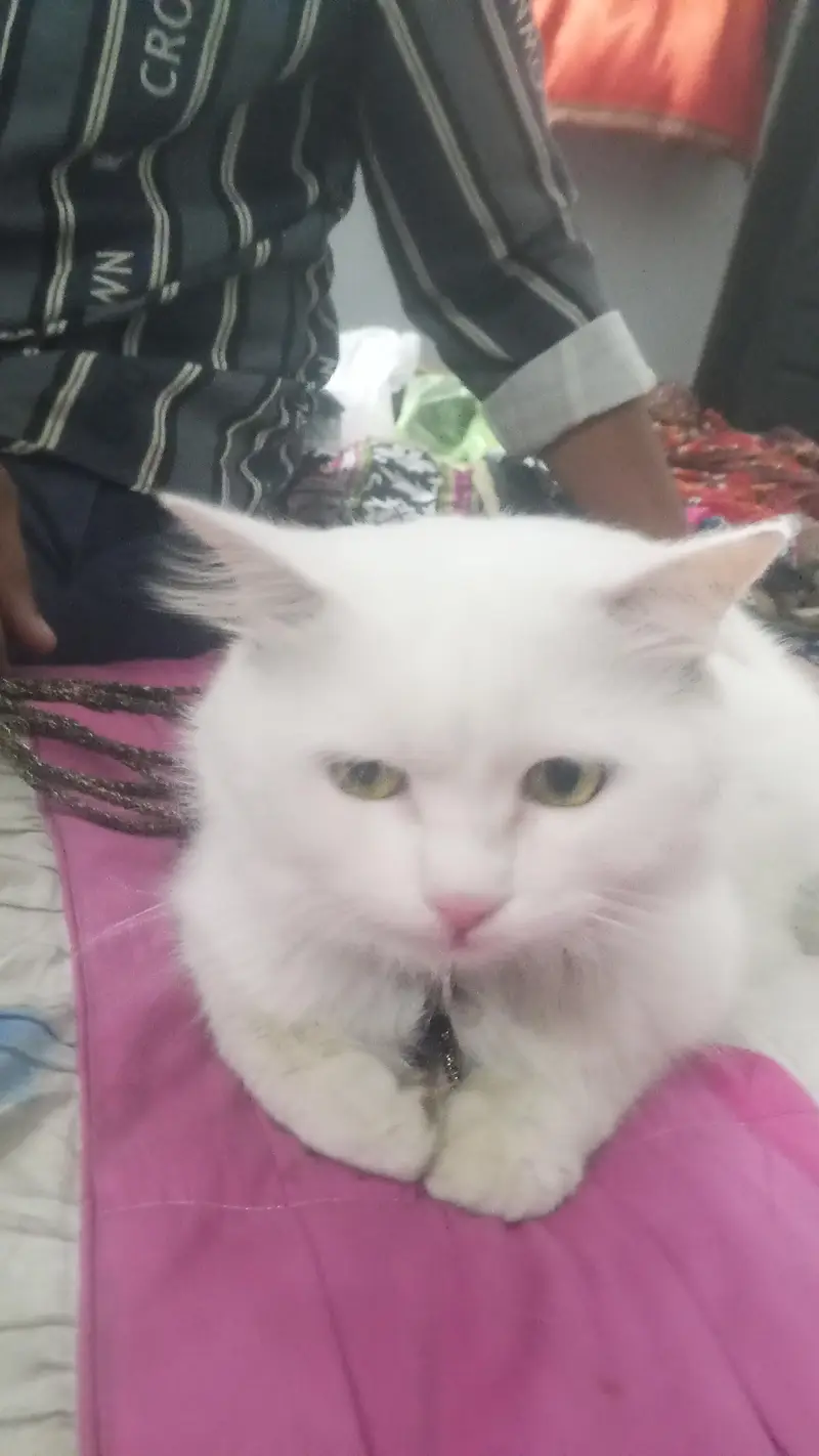 good looking male cat — photo 3