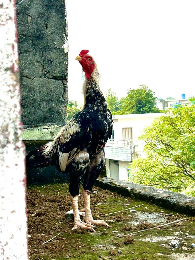 aseel murgha 2