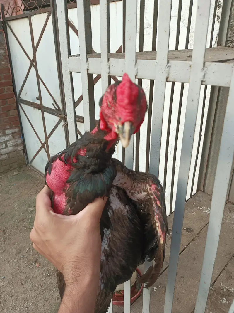 pakoye x pako bloodline exchange possible — photo 3
