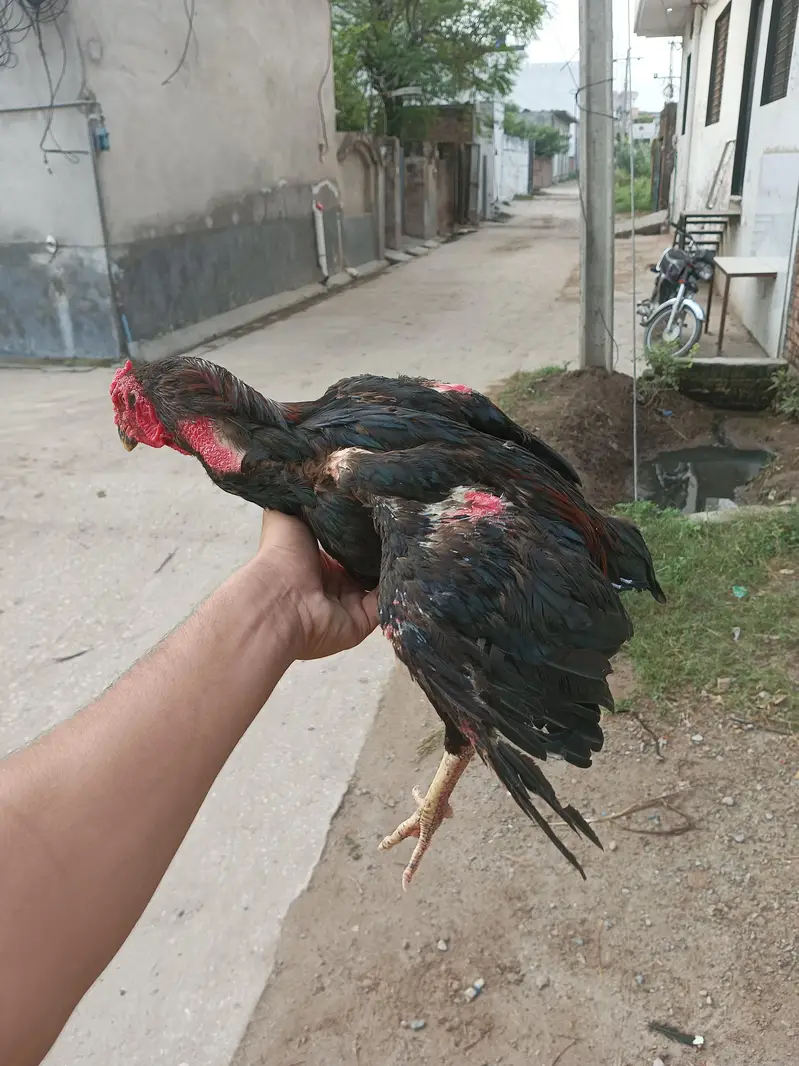 pakoye x pako bloodline exchange possible — photo 5