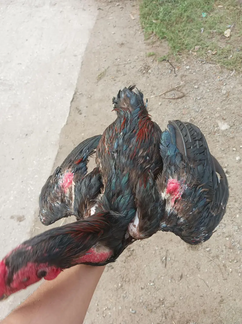 pakoye x pako bloodline exchange possible — photo 6