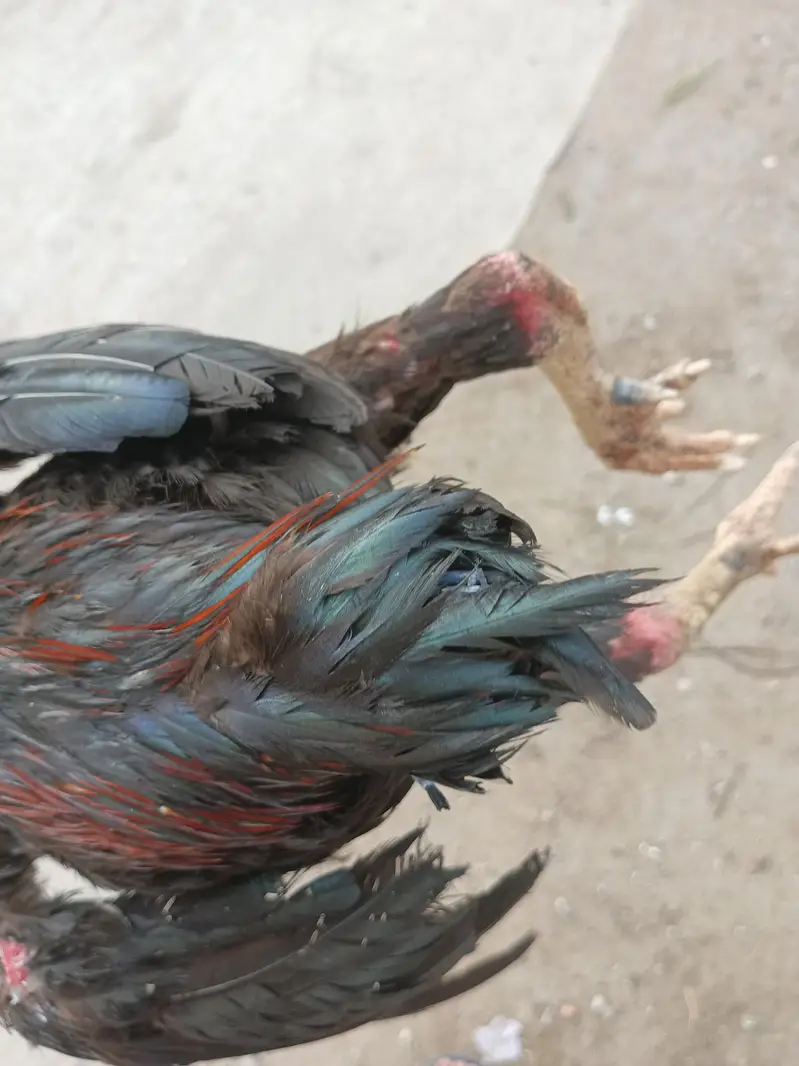 pakoye x pako bloodline exchange possible — photo 7
