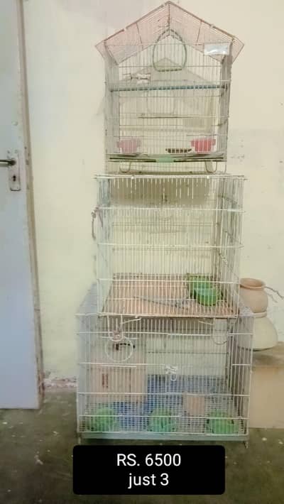 Fresh Condition