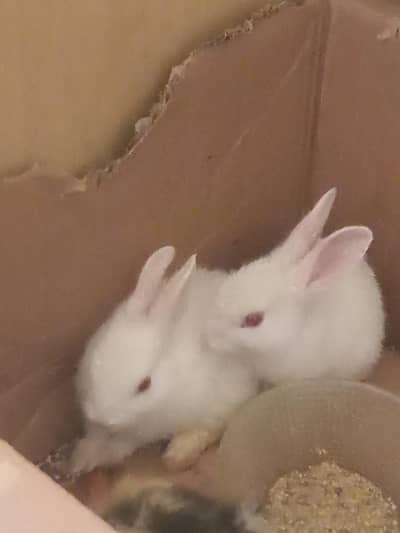 rabbit baby pair