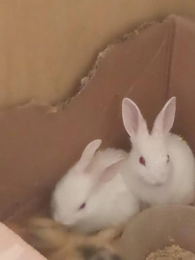 rabbit baby pair — photo 2