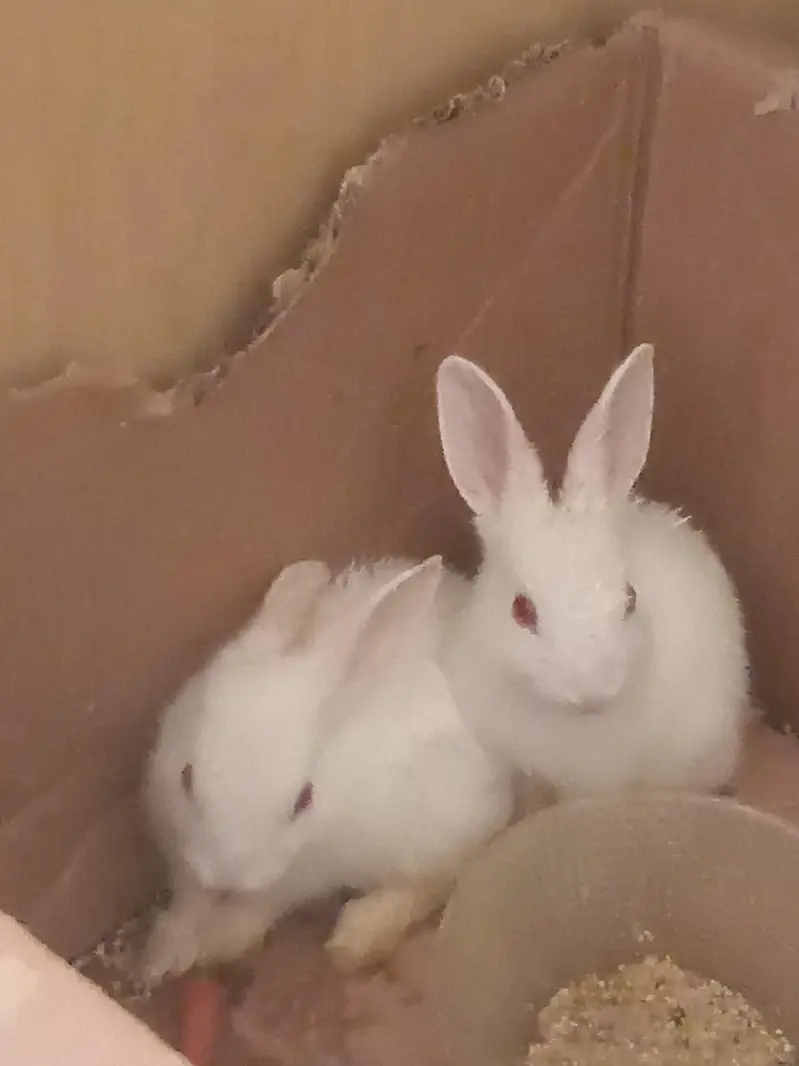 rabbit baby pair — photo 3