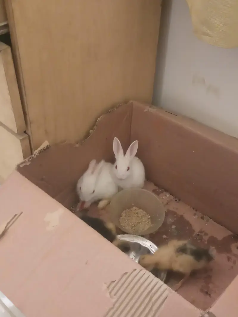 rabbit baby pair — photo 4