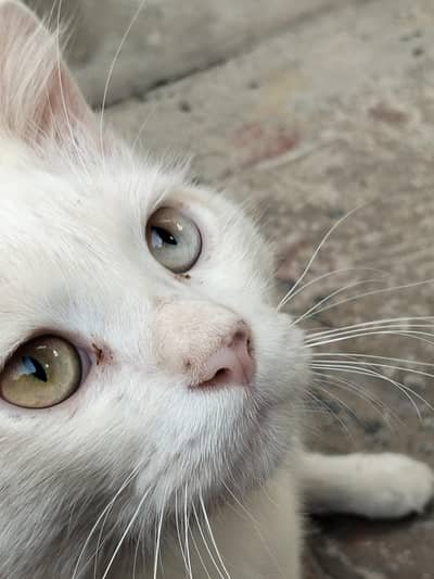 Cute cate for sale