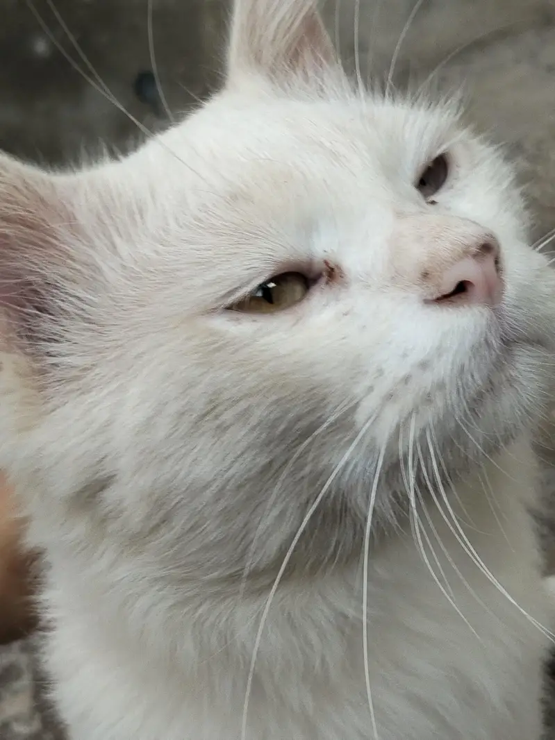 Cute cate for sale — photo 2