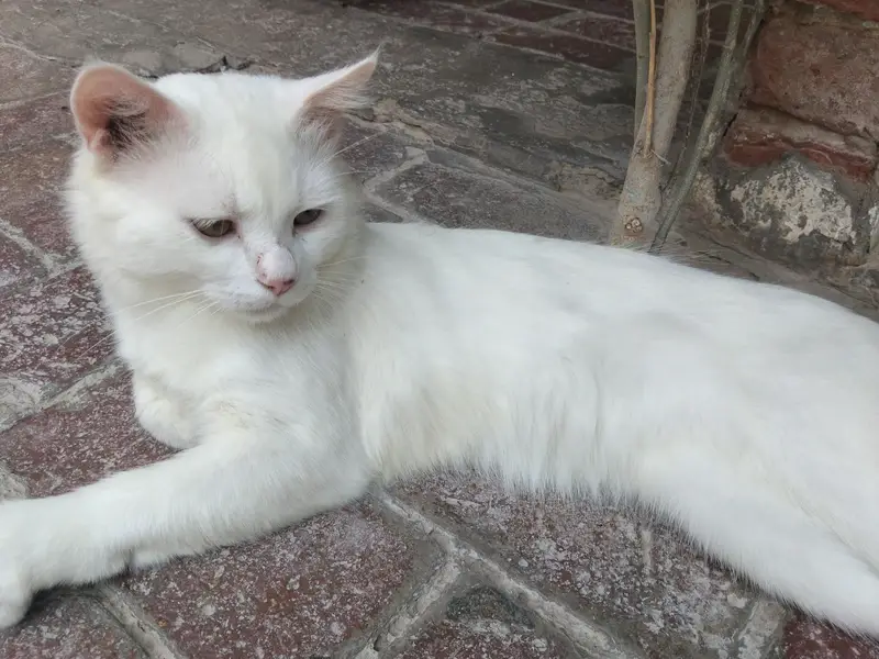 Cute cate for sale — photo 3