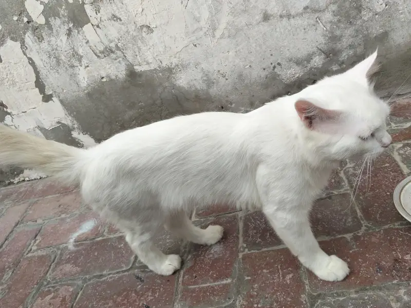 Cute cate for sale — photo 4