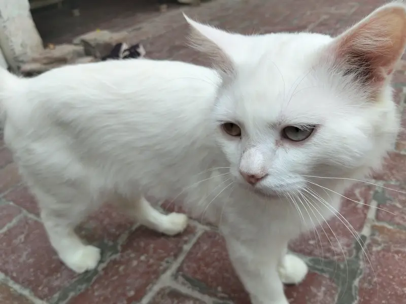 Cute cate for sale — photo 5