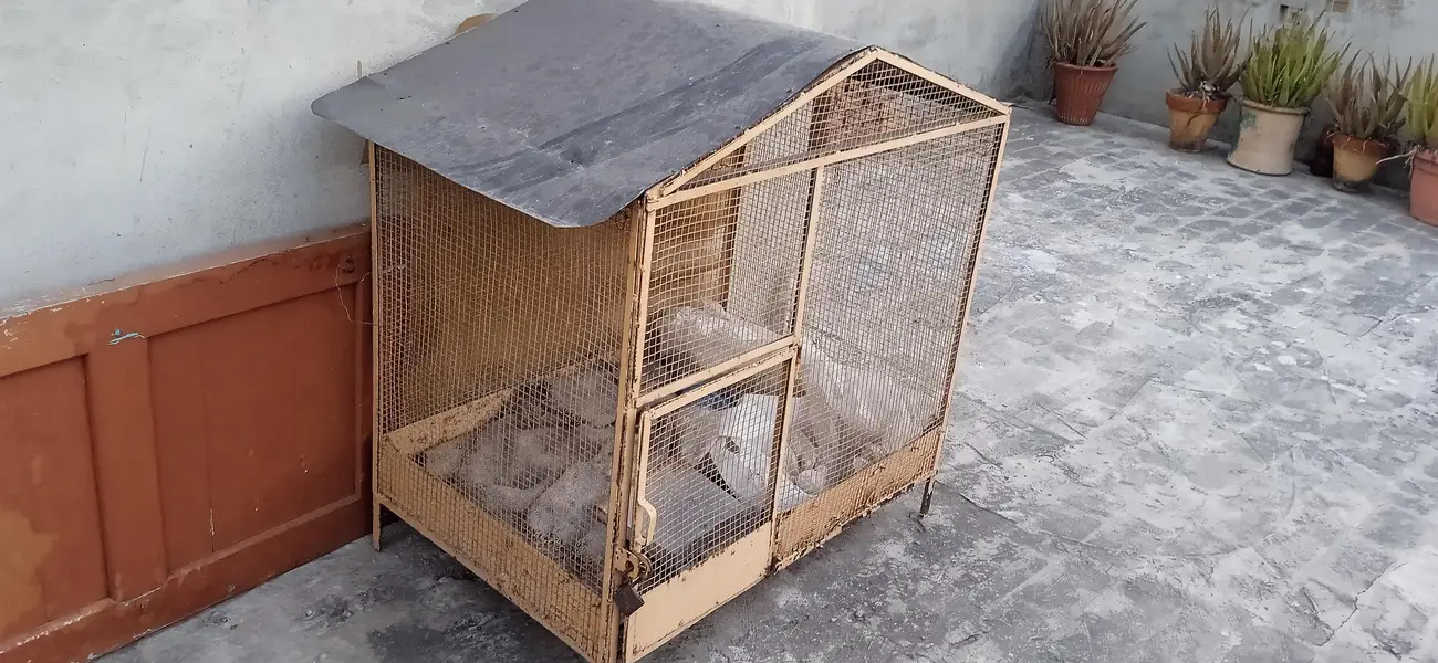 cages urgent sale — photo 7