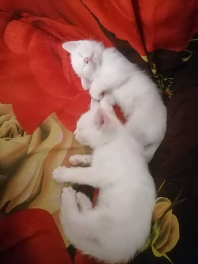 cate baby
