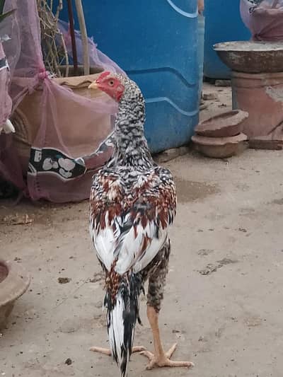 aseel patha