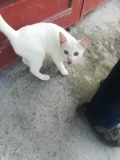 White persian cat