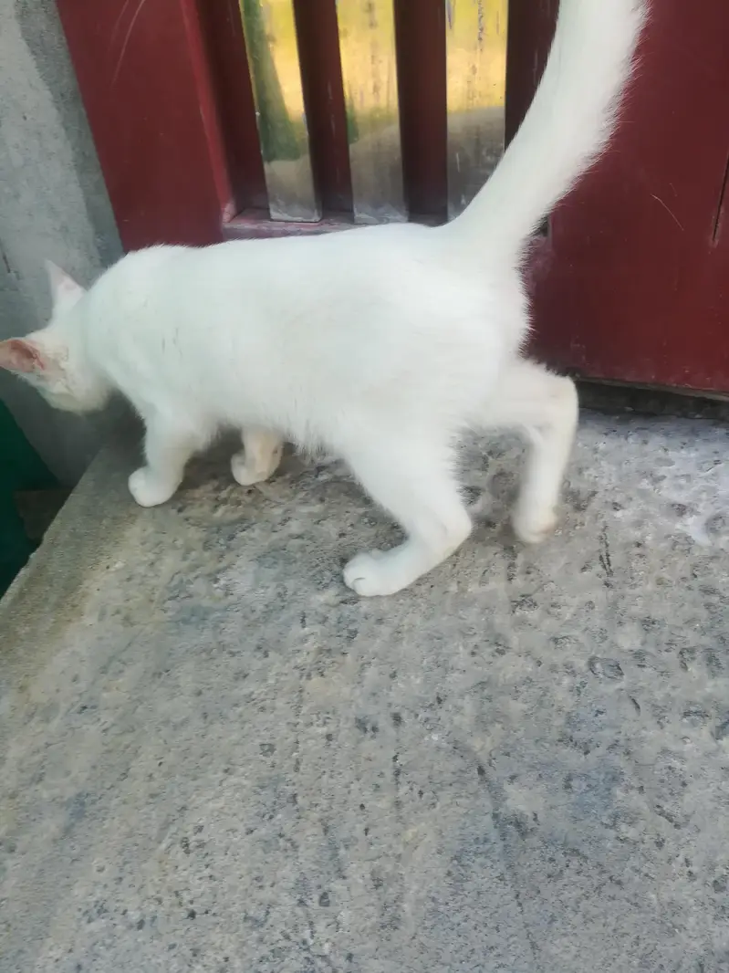 White persian cat — photo 2