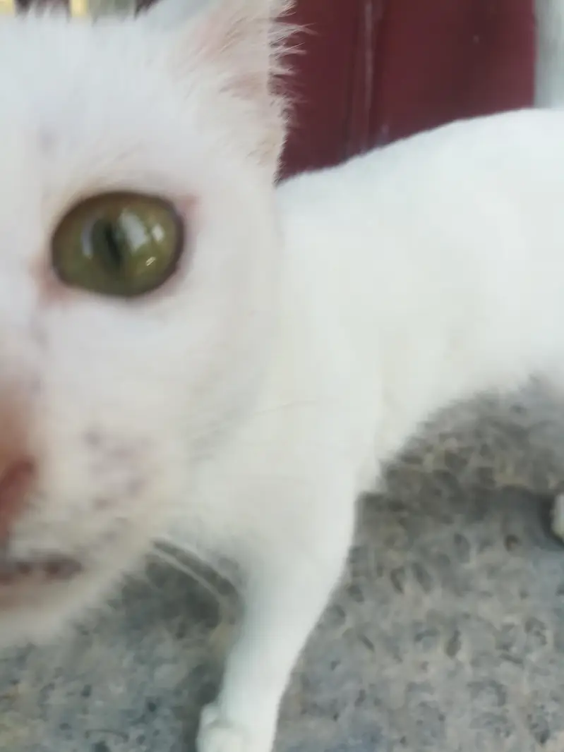 White persian cat — photo 3